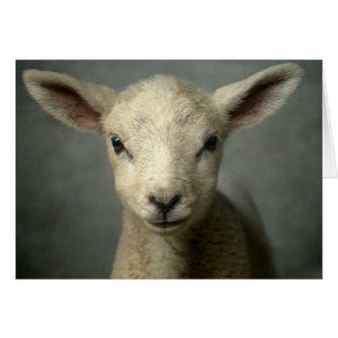 Nyfödd Lamb Hälsningskort