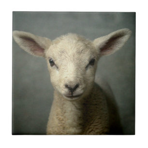 Nyfödd Lamb Kakelplatta