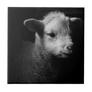 Nyfödd Lamb Kakelplatta