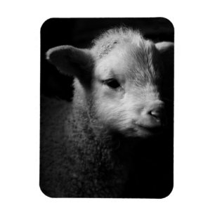 Nyfödd Lamb Magnet