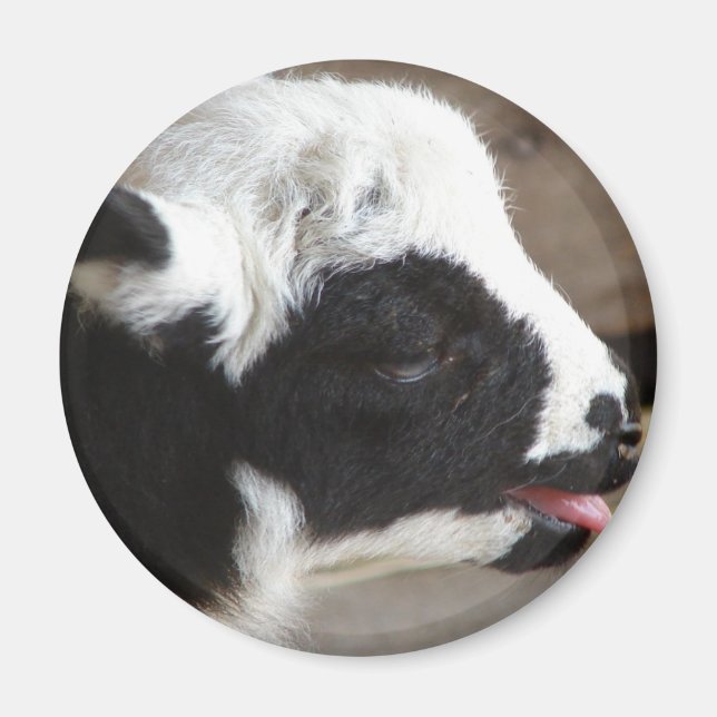 Nyfödd Lamb Magnet (Framsidan)