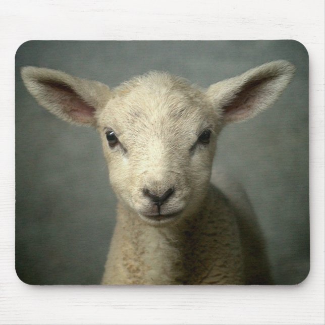 Nyfödd Lamb Musmatta (Framsidan)