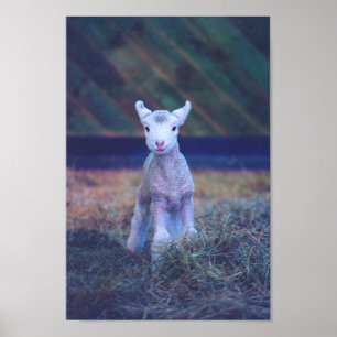 Nyfödd Lamb Poster