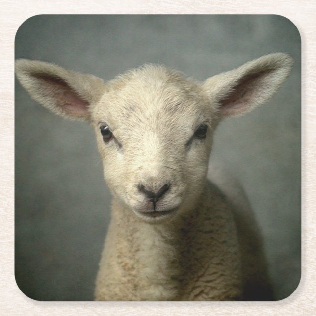 Nyfödd Lamb Underlägg Papper Kvadrat (Framsidan)