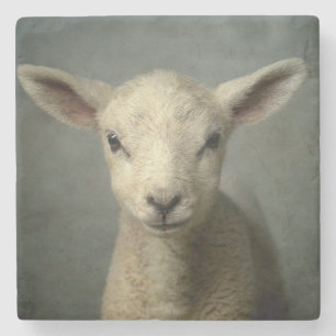 Nyfödd Lamb Underlägg Sten