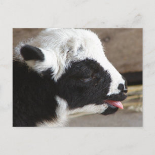 Nyfödd Lamb Vykort