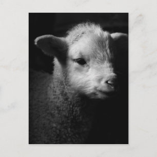 Nyfödd Lamb Vykort