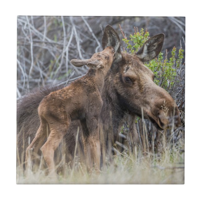 Nyfödd Moose Calf Nuzzling sin Mor Kakelplatta (Framsidan)