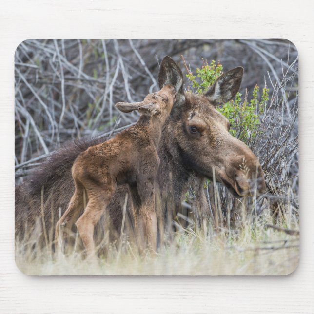 Nyfödd Moose Calf Nuzzling sin Mor Musmatta (Framsidan)