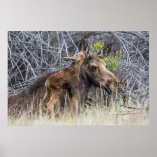 Nyfödd Moose Calf Nuzzling sin Mor Poster