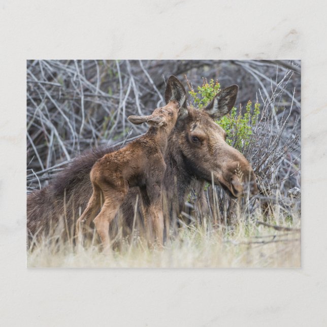 Nyfödd Moose Calf Nuzzling sin Mor Vykort (Framsida)