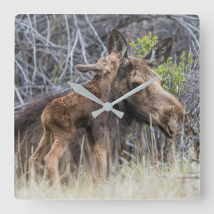 Nyfödd Moose Calf som kväver Modern Fyrkantig Klocka