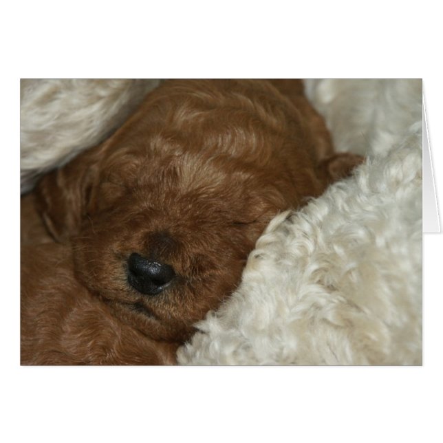 Nyfödd Series-04 Hälsningskort (Framsidan Horizontal)