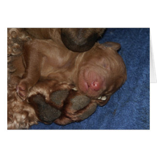 Nyfödd Series-05 Hälsningskort