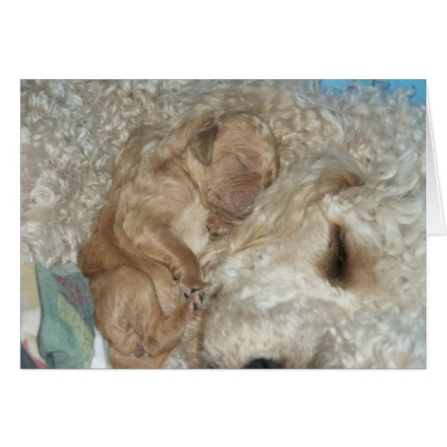 Nyfödd Series-06 Hälsningskort (Framsidan Horizontal)