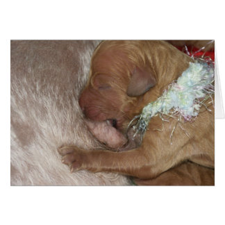 Nyfödd Series-07 Hälsningskort