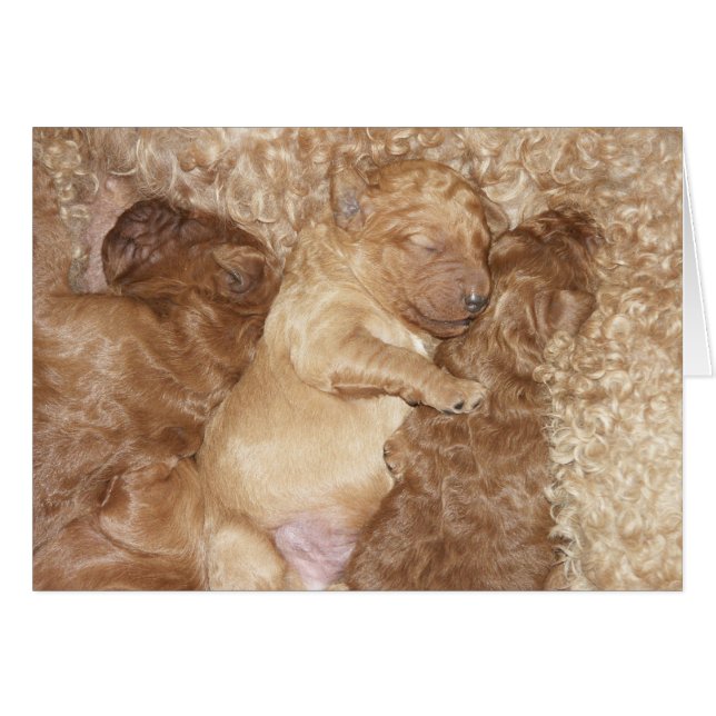 Nyfödd Series-08 Hälsningskort (Framsidan Horizontal)