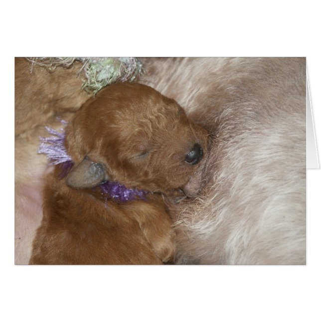 Nyfödd Series-09 Hälsningskort (Framsidan Horizontal)