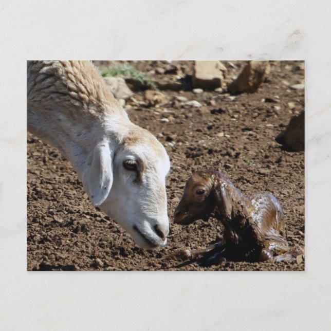 Nyfödd Vykort (Framsida)