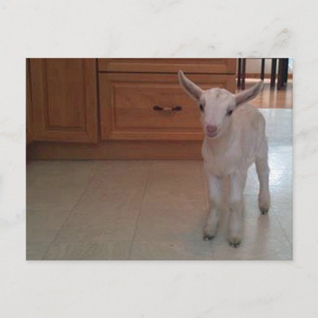 Nyfödda Doelings-vykort Vykort (Framsida)