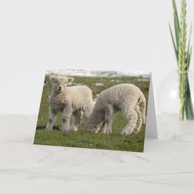 Nyfödda Lambs Kort (Framsida)