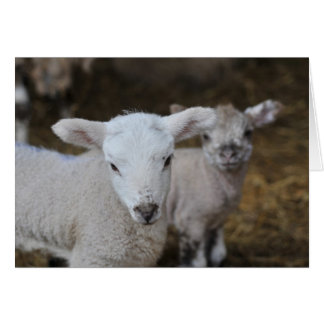 Nyfödda lamm hälsningskort