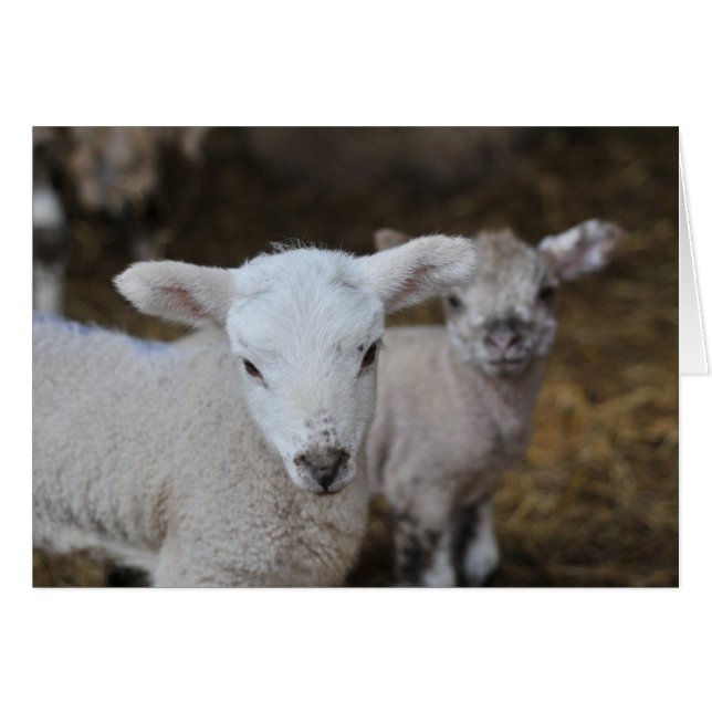 Nyfödda lamm hälsningskort (Framsidan Horizontal)