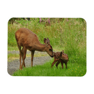 Nyfödda Momma hjort och hon lismar Magnet