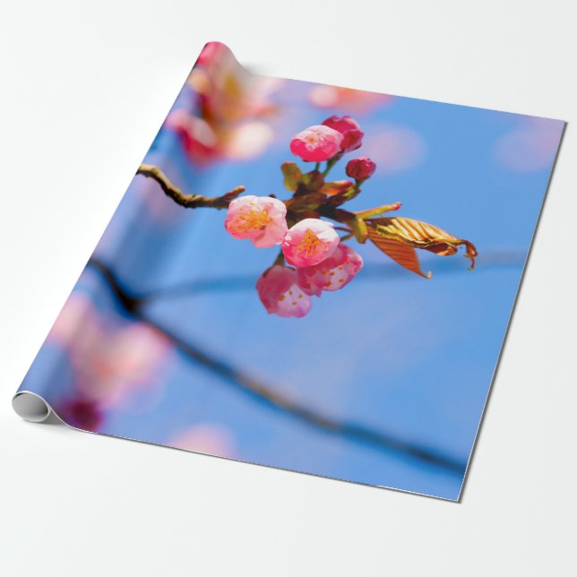Nyfödda Sakura-blommor och Blå himmel i Vår Presentpapper (Utrullad)