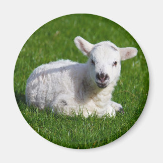 Nyfött sött lamm på grönt gräs magnet