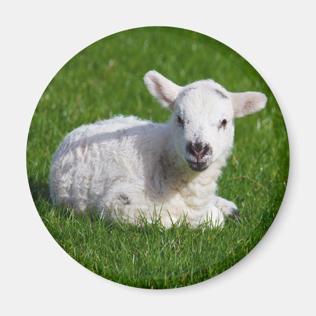 Nyfött sött lamm på grönt gräs magnet (Framsidan)