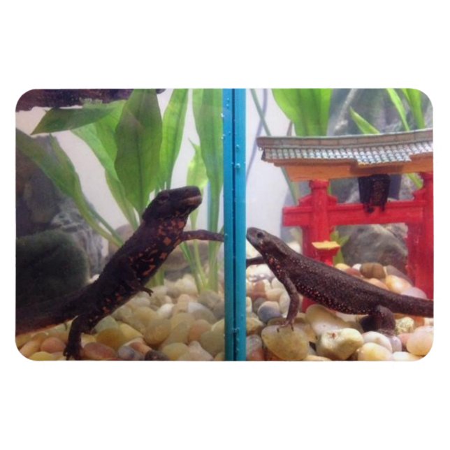 Nyheter som når ut magnet (Horisontell)