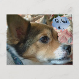 Nyhetsvykortet Hund Vykort