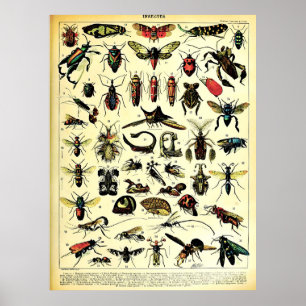 Nyligen återvunnen Adolphe Millot- natur skapar In Poster