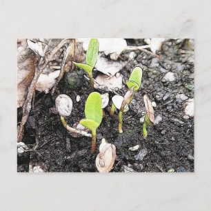 Nyligen grodda plantor vykort