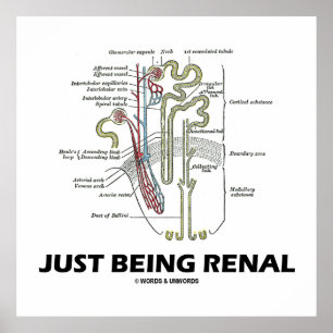 Nyligen renal (Nephron Renal Humor) Poster