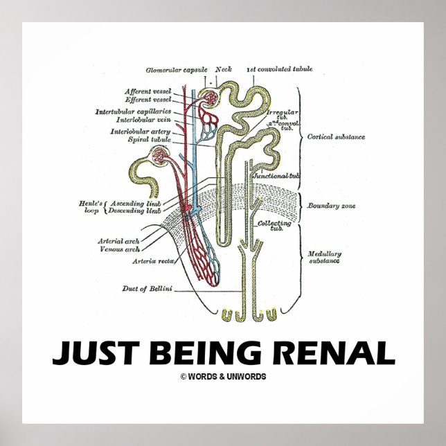 Nyligen renal (Nephron Renal Humor) Poster (Framsidan)