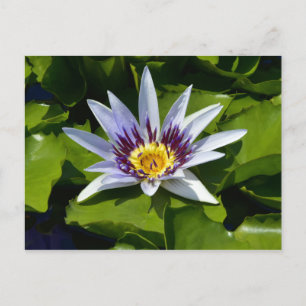 Nymphaea colorata - African Waterlily Tanzania Vykort