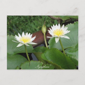 Nymphaea Flower Waterlily Vykort
