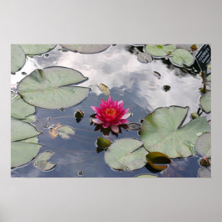 Nymphaea Gloriosa Poster