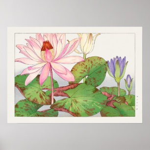 Nymphaea Lotus #1, Rosa, Lily Pad, Tanigami Konan Poster