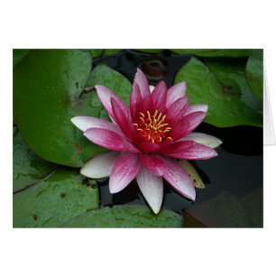 Nymphaea tetragona hälsningskort
