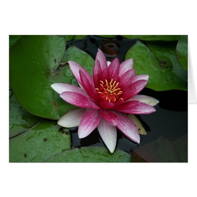 Nymphaea tetragona hälsningskort (Framsidan Horizontal)