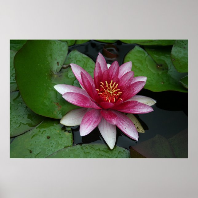 Nymphaea tetragona poster (Framsidan)