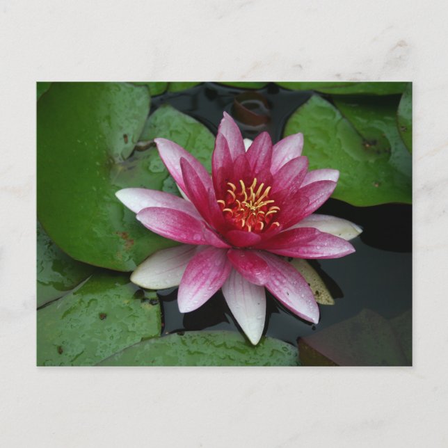 Nymphaea tetragona vykort (Framsida)