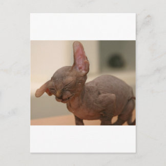 Nyssnö svex kitten vykort