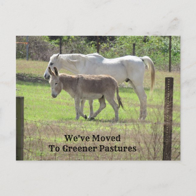 Nytt adress vykort för häst och donkey (Framsida)