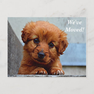 Nytt adress vykort för maltesiska Vi har flyttat