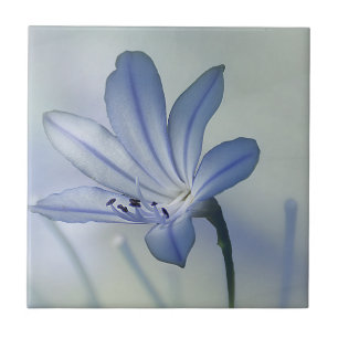 Nytt blåttblommafoto kakelplatta
