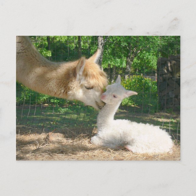 Nytt Cria-vykort Vykort (Framsida)